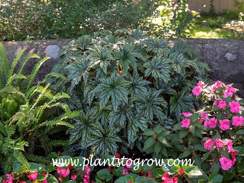 Begonia 'Gryphon' 
Growing in a shaded garden in front of wall, along with pink Impatiens